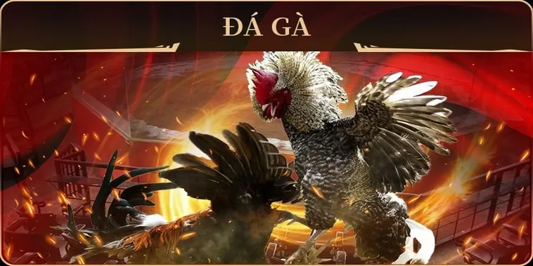 Bí Quyết Chơi Đá Gà GA28 IWIN68 Luôn Thắng Từ Các Sư Kê