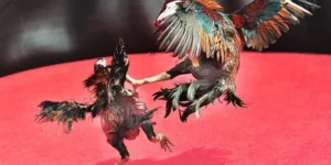 Cách Chơi Đá Gà Sabong IWIN68 Thắng Lớn Từ A Đến Z