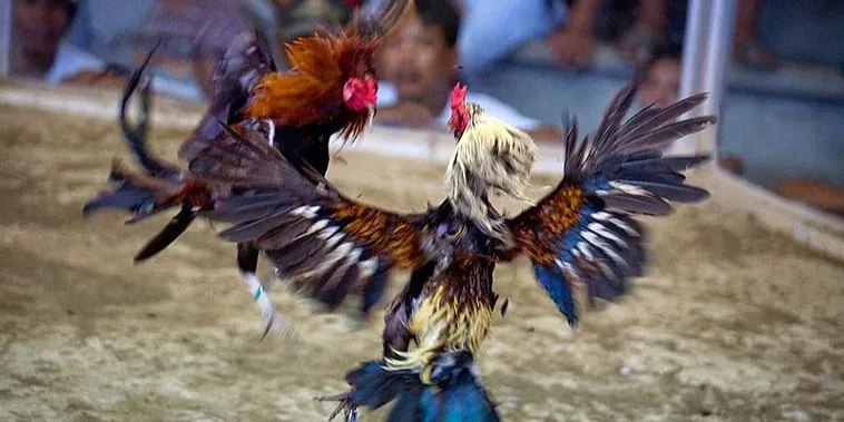 Cách Chơi Đá Gà Sabong IWIN68 Thắng Lớn Từ A Đến Z 2 Cách Chơi Đá Gà Sabong IWIN68 Thắng Lớn Từ A Đến Z