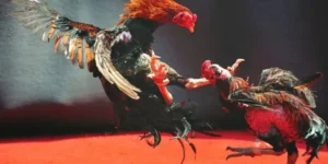 Bí Kíp Soi Kèo Đá Gà WS168 Tại IWIN68 Chuẩn Cao Thủ Lão Làng